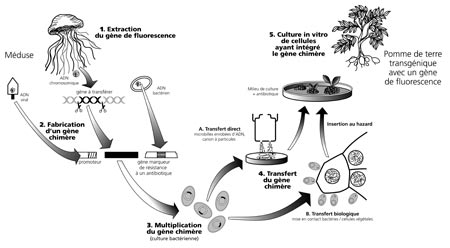 exemple de transgenese animale