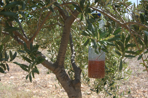 Un piège 'artisanal' contre la mouche de l'olivier