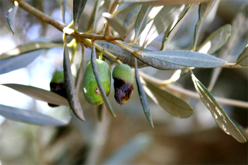 Une olive attaquée par Bactrocera oleae