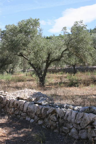 Une oliveraie vers San Mateu (Catalunya)